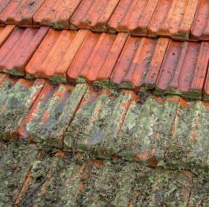 All U Need Roof Restoration 3